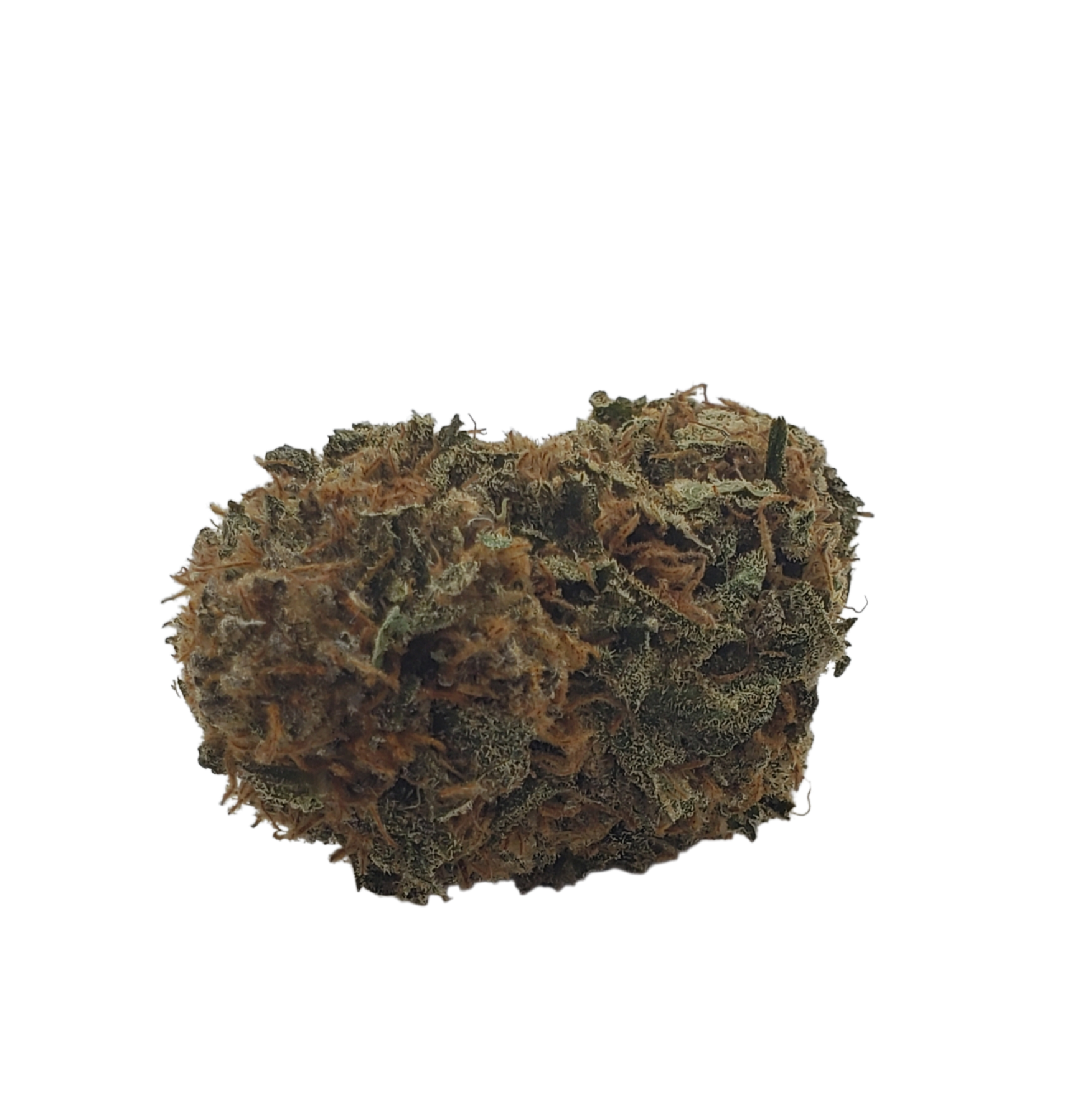 Blue Coma Hybrid