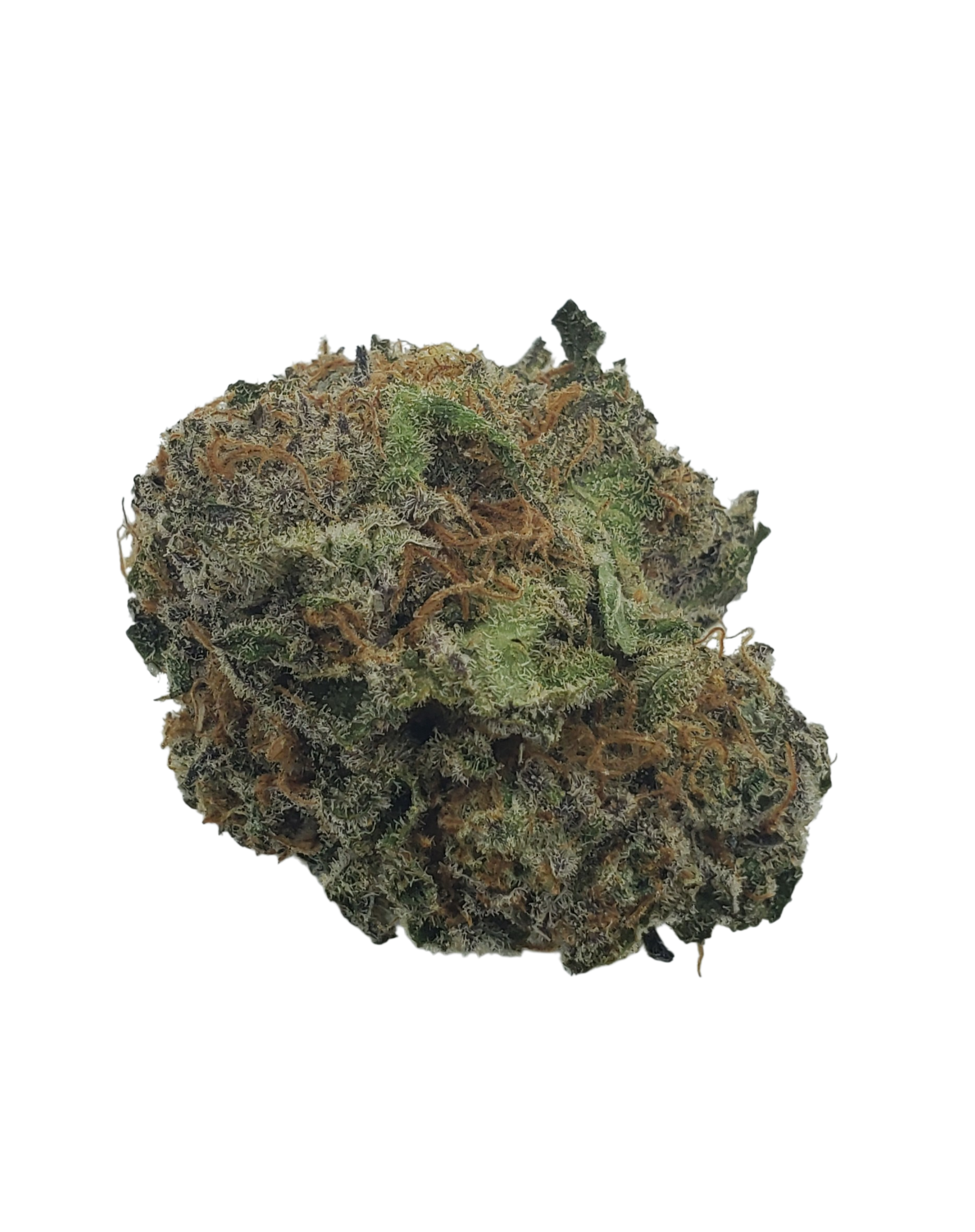 Crystal Coma sativa